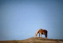 Ile czasu trwa wymiana sprzęgła w samochodzie? Ile czasu trwa wymiana sprzęgła w samochodzie?