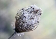 Jak zrobić girlandę z bibuły? Jak zrobić girlandę z bibuły?