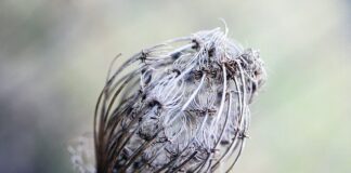 Jak zrobić girlandę z bibuły?