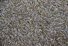 Gdzie produkuje się jeep?